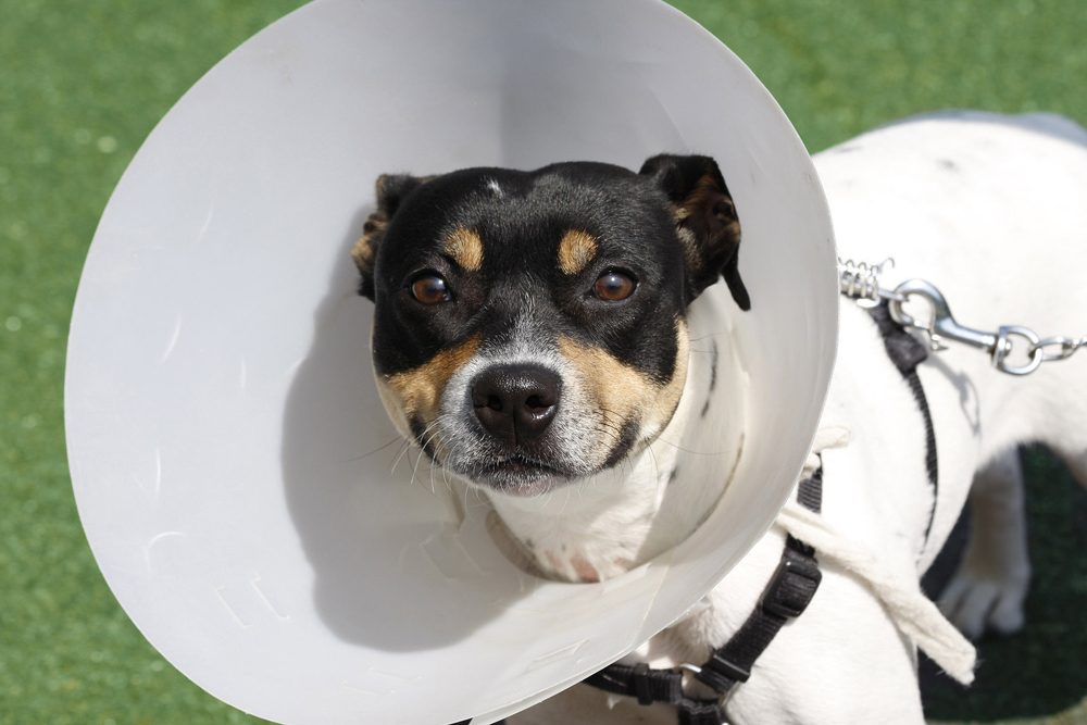 does neutering reduce aggression in dogs