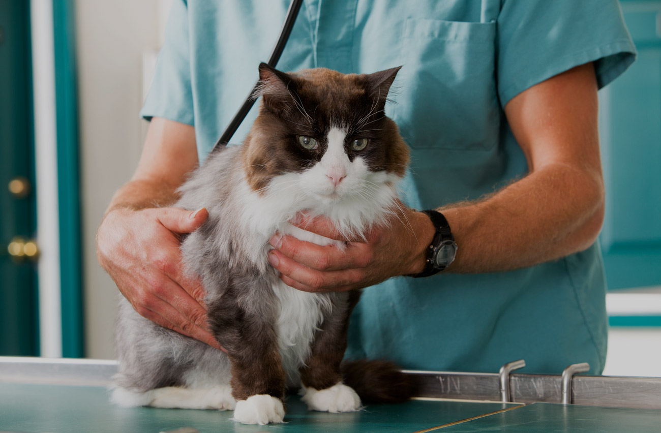 Clinic pet wellness veterinary Veterinary Services